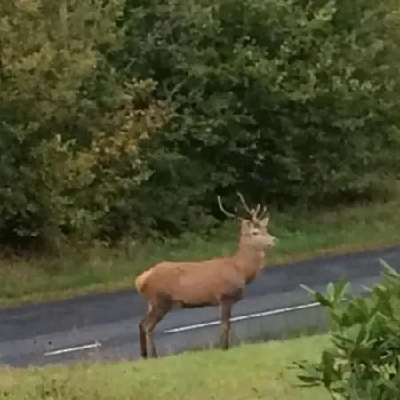 Renove Proche Du Valtin - Ideal Pour Famille, Randonnees Et Ski, Wifi, Luges Fournies - Fr-1-589-150 * Ban-sur-Meurthe-Clefcy